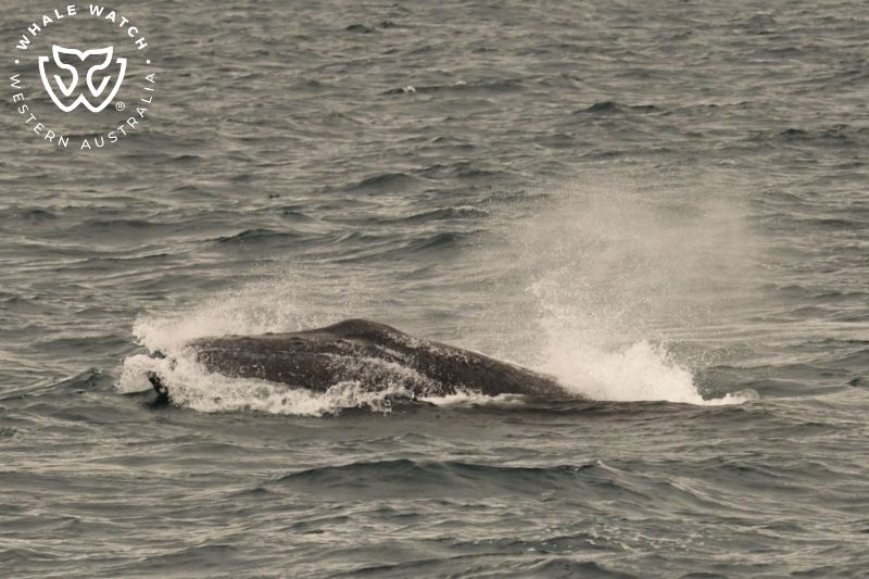 Whale Watch Western Australia