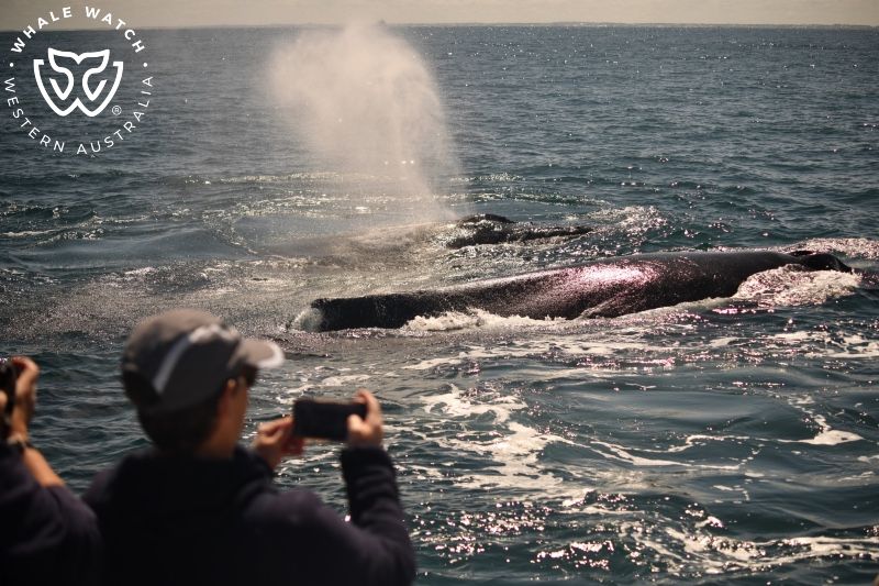 Whale Watch Western Australia