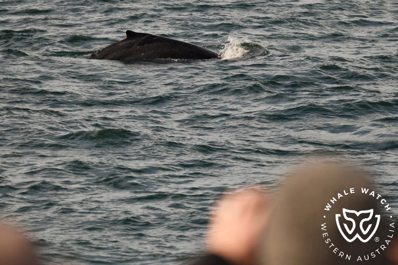 Whale Watch Western Australia