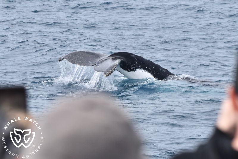 Whale Watch Western Australia
