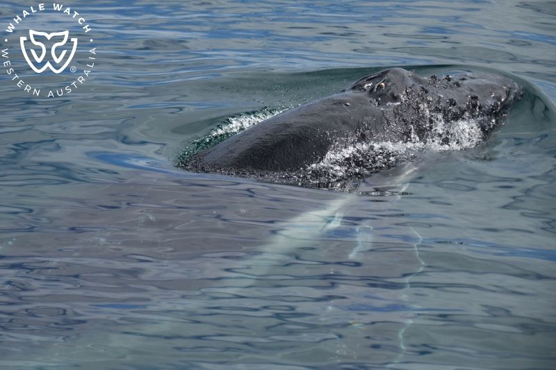 Whale Watch Western Australia