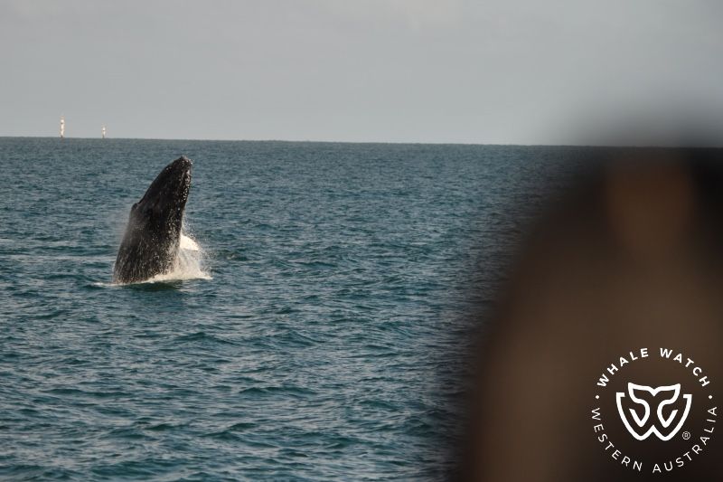 Whale Watch Western Australia