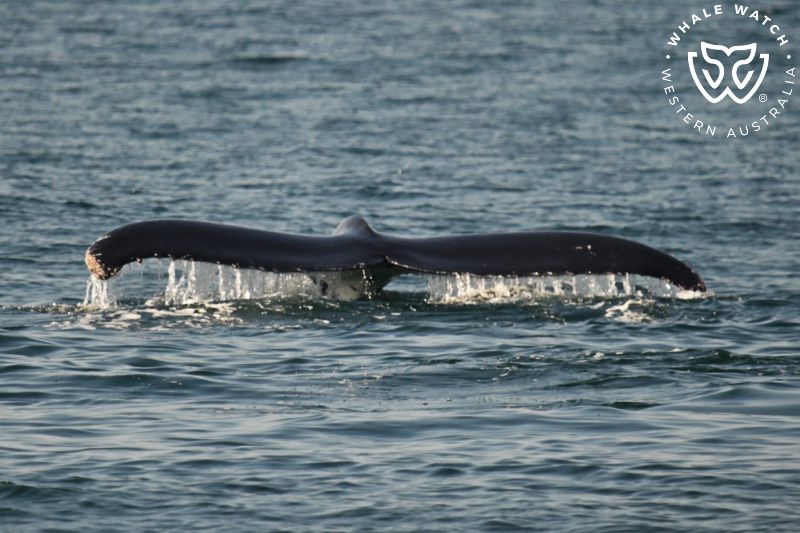 Whale Watch Western Australia