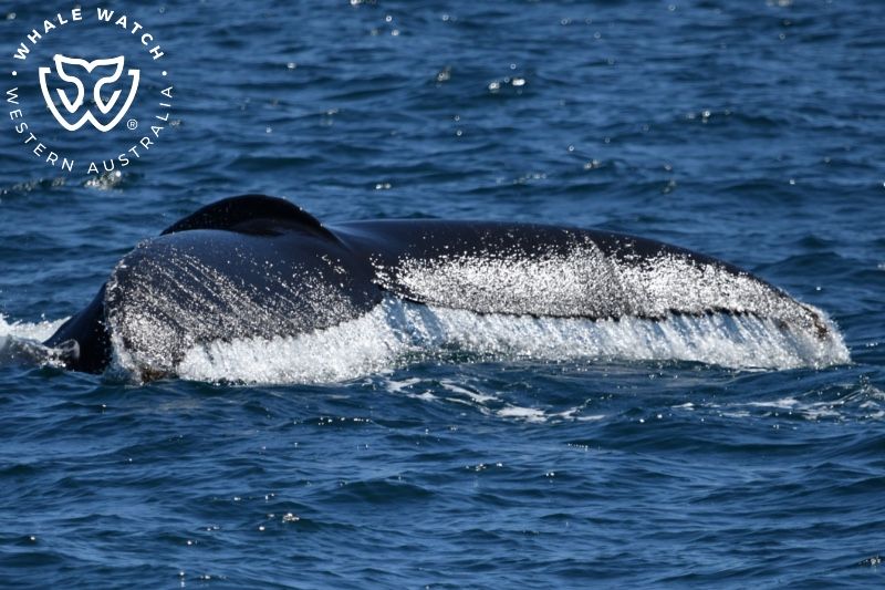 Whale Watch Western Australia