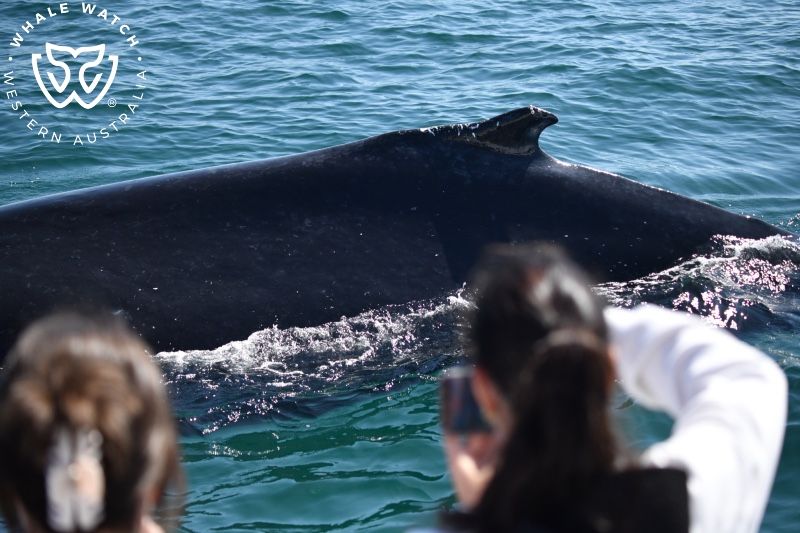 Whale Watch Western Australia