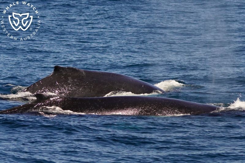 Whale Watch Western Australia