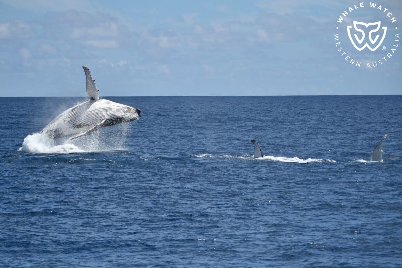 Whale Watch Western Australia