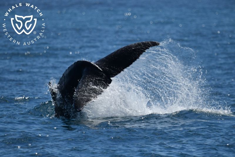 Whale Watch Western Australia