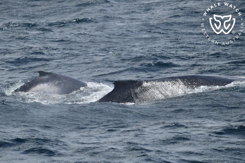 Whale Watch Western Australia