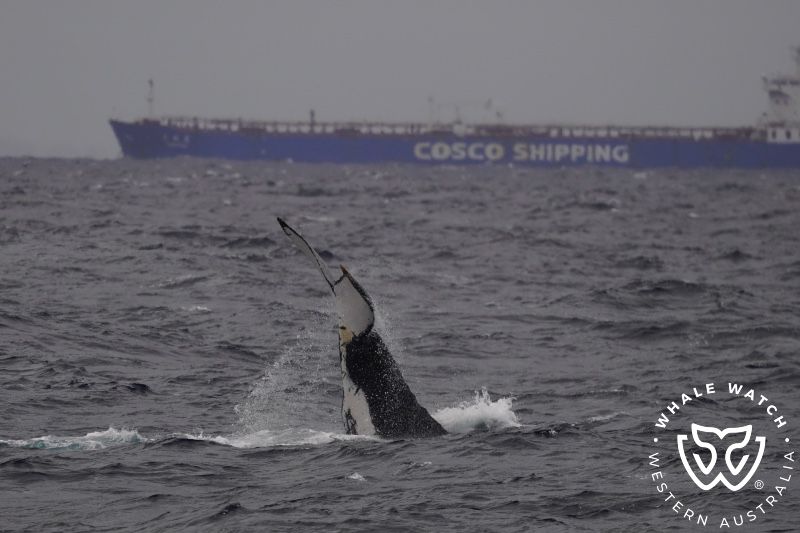 Whale Watch Western Australia