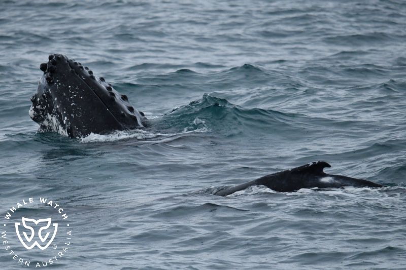 Whale Watch Western Australia