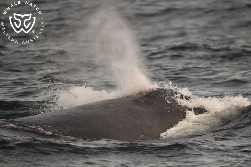 Whale Watch Western Australia