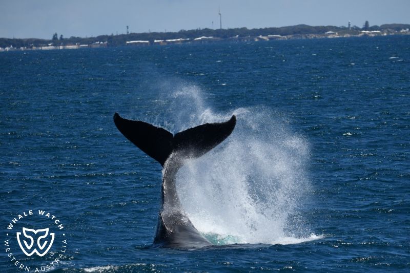 Whale Watch Western Australia