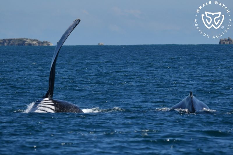 Whale Watch Western Australia