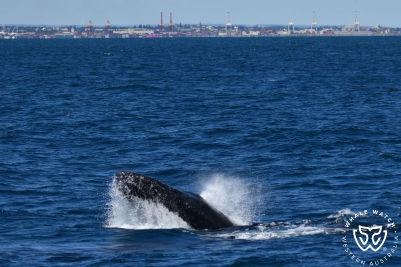 Whale Watch Western Australia