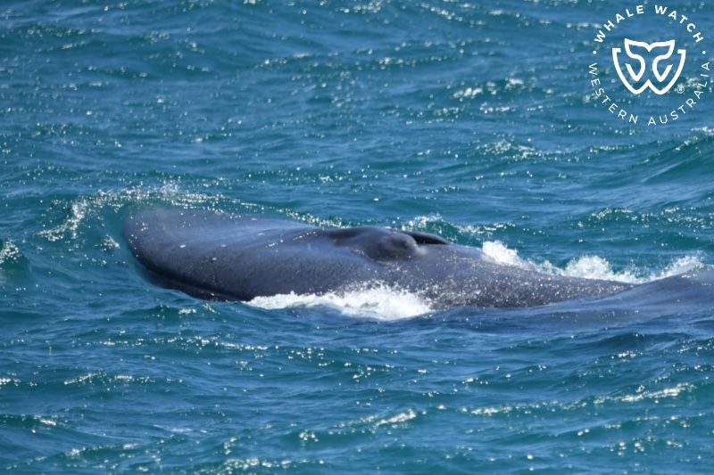 Whale Watch Western Australia