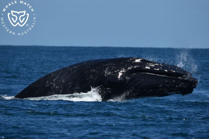 Whale Watch Western Australia