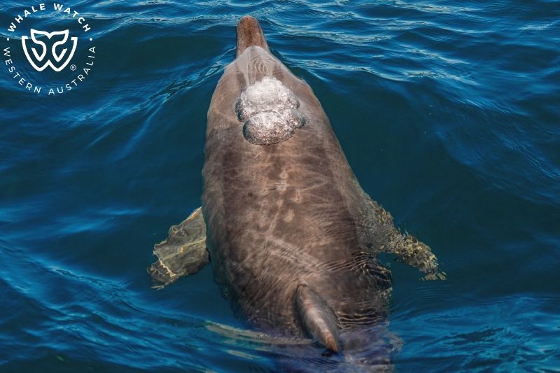 Whale Watch Western Australia