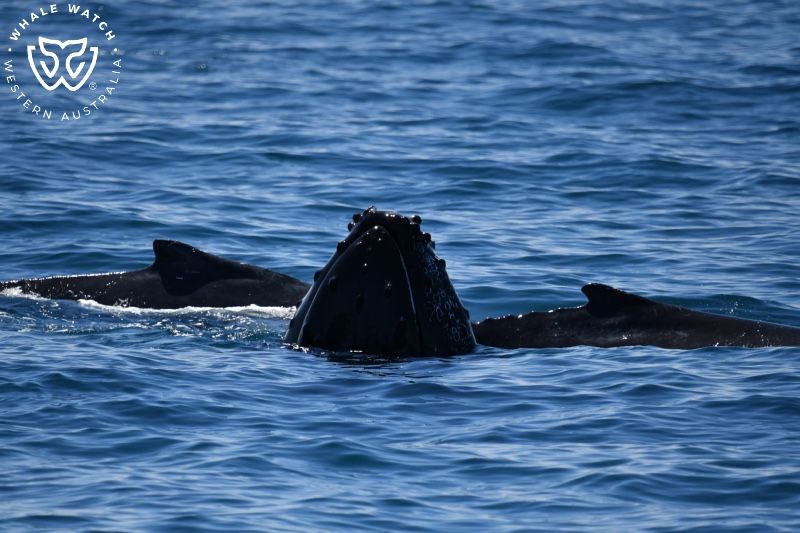 Whale Watch Western Australia