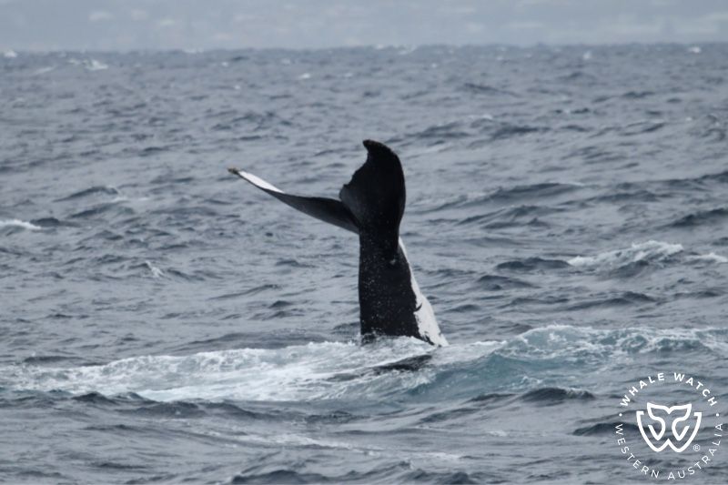 Whale Watch Western Australia