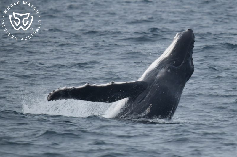 Whale Watch Western Australia