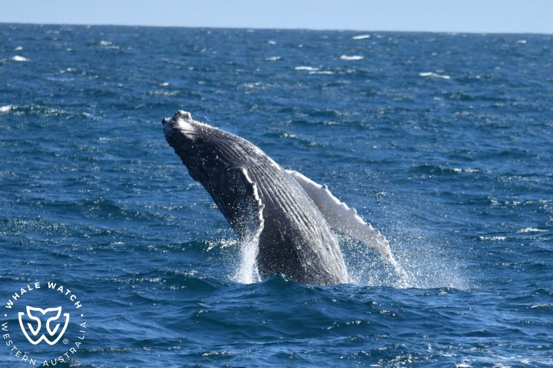 Whale Watch Western Australia