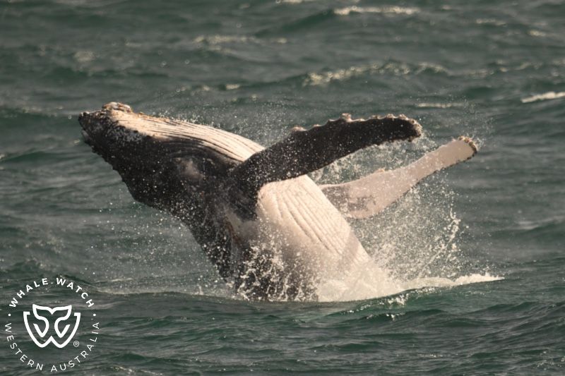 Whale Watch Western Australia