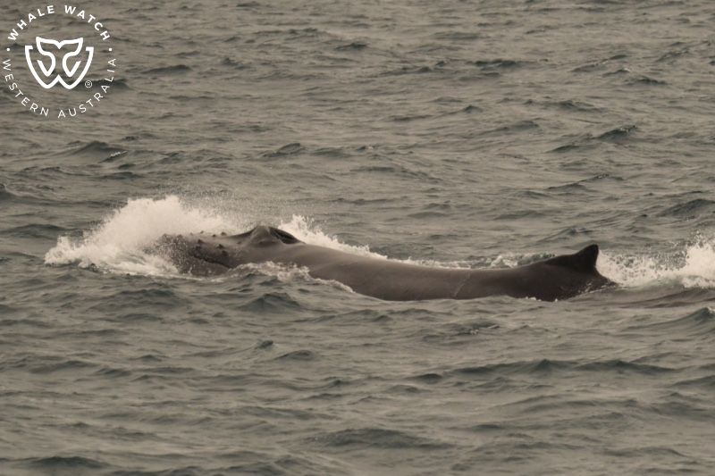 Whale Watch Western Australia