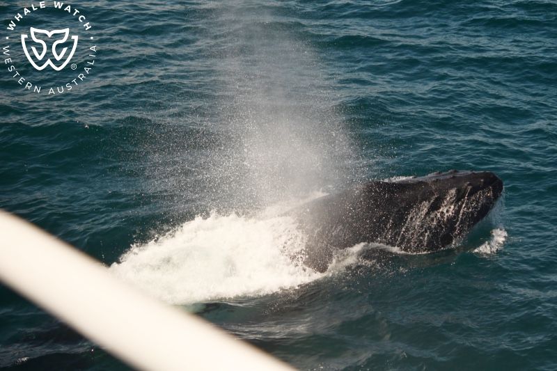 Whale Watch Western Australia