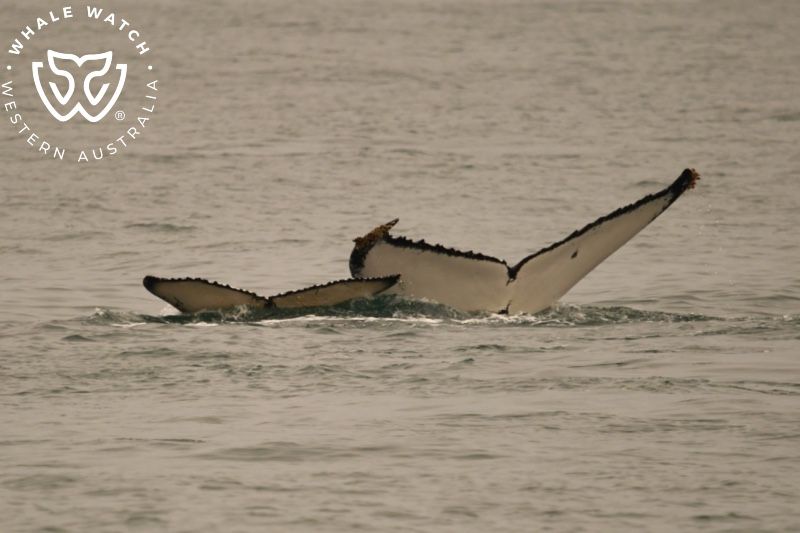 Whale Watch Western Australia