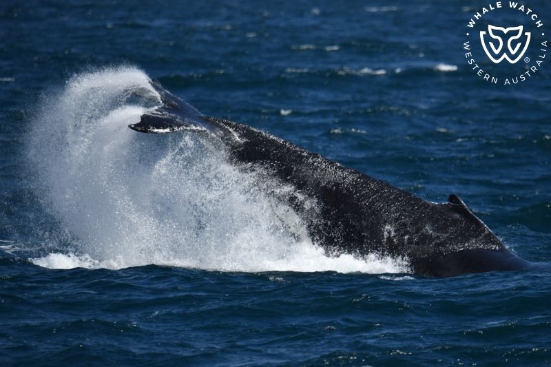 Whale Watch Western Australia