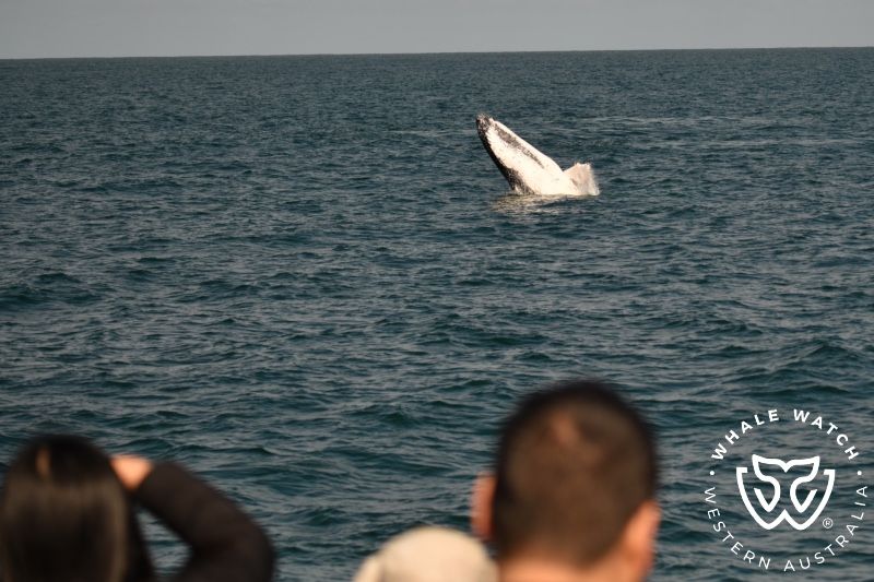 Whale Watch Western Australia
