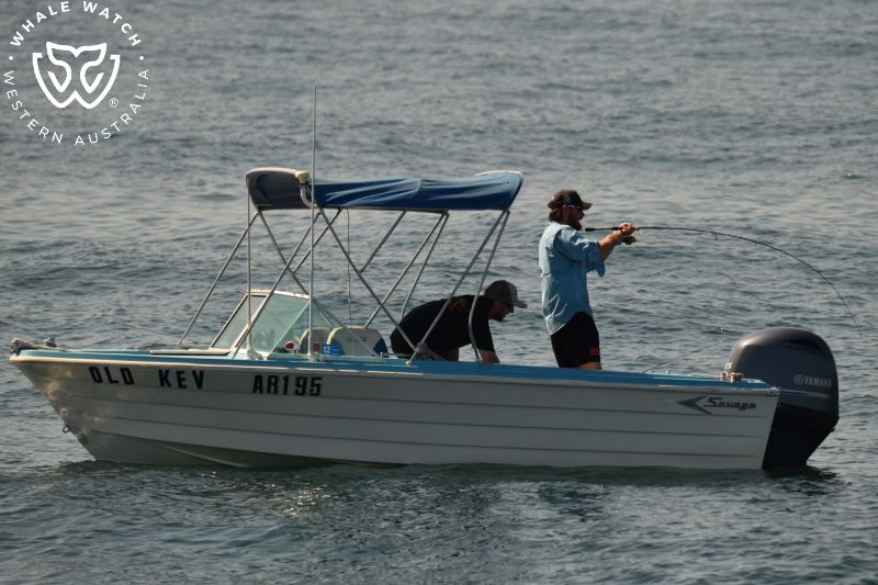 Whale Watch Western Australia