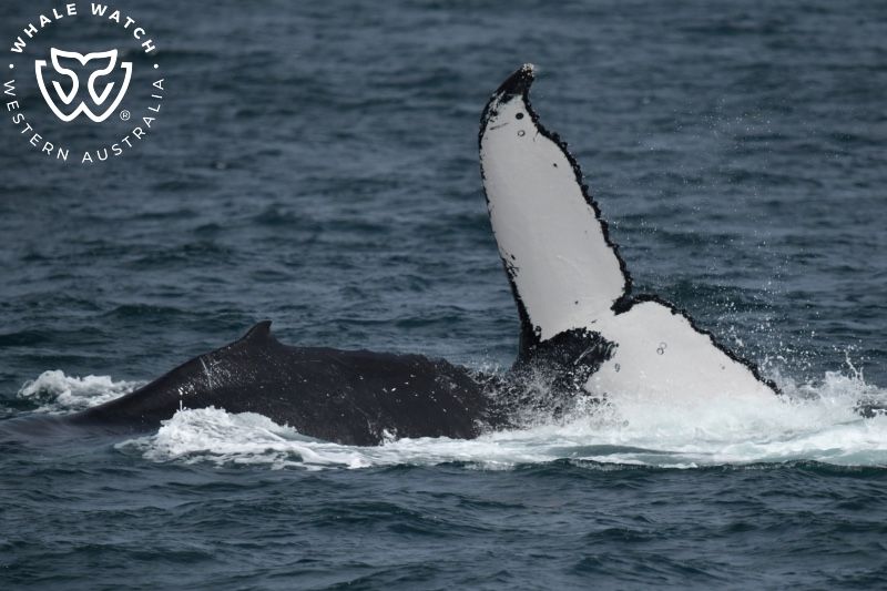 Whale Watch Western Australia