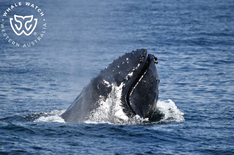 Whale Watch Western Australia