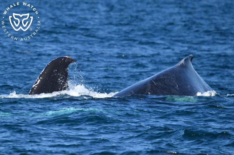 Whale Watch Western Australia