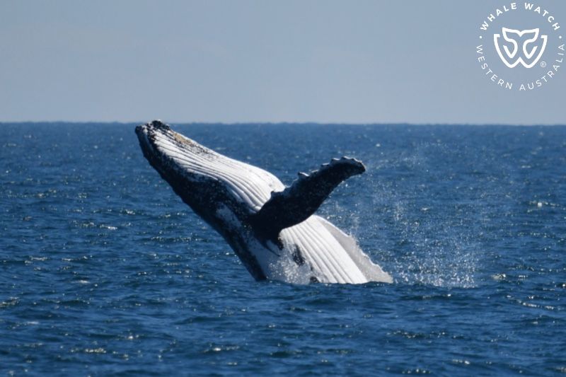 Whale Watch Western Australia