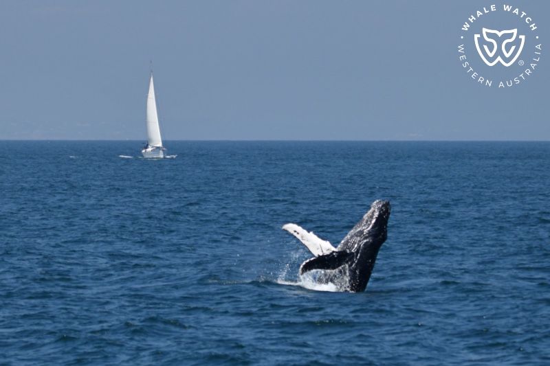 Whale Watch Western Australia