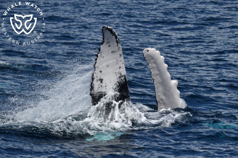 Whale Watch Western Australia