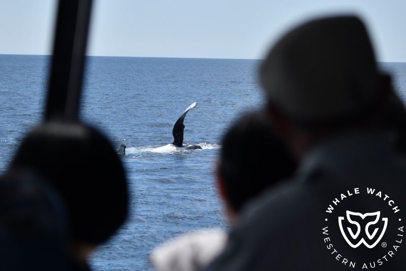 Whale Watch Western Australia