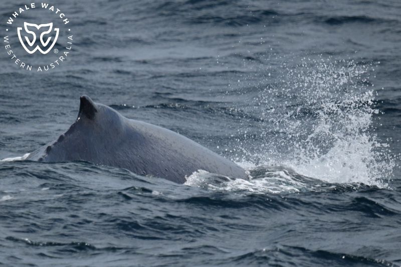 Whale Watch Western Australia