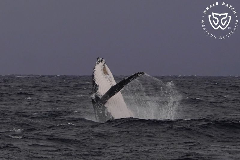 Whale Watch Western Australia