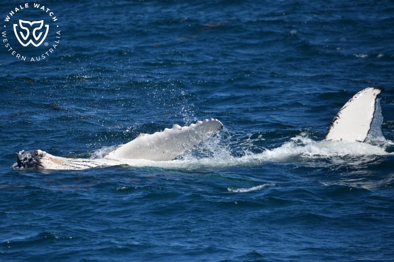 Whale Watch Western Australia