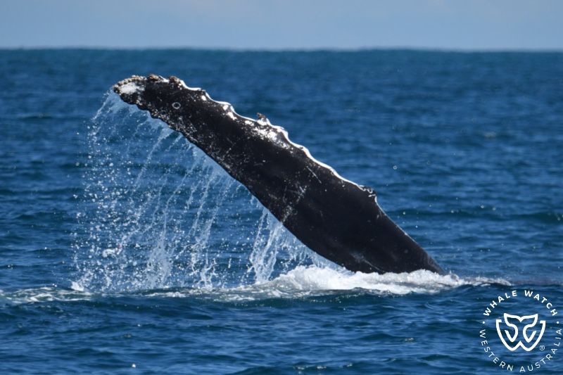 Whale Watch Western Australia