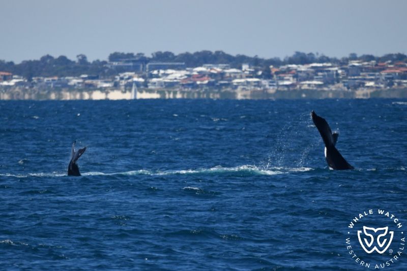 Whale Watch Western Australia
