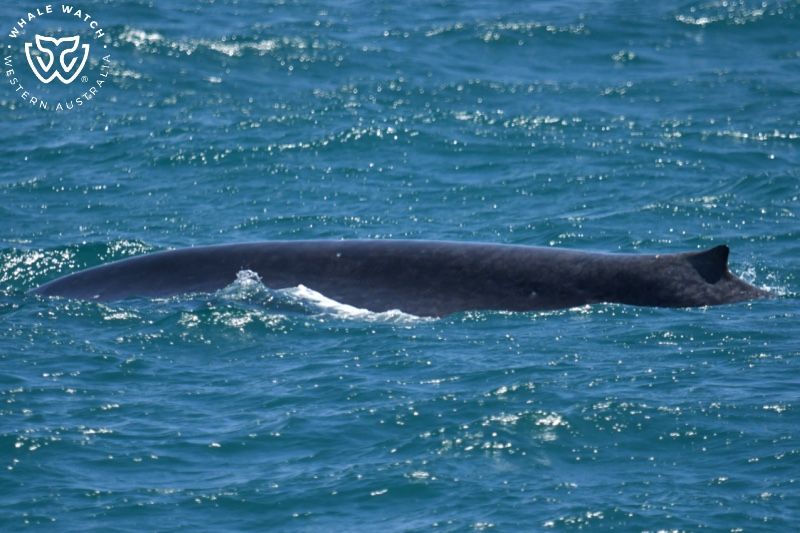 Whale Watch Western Australia