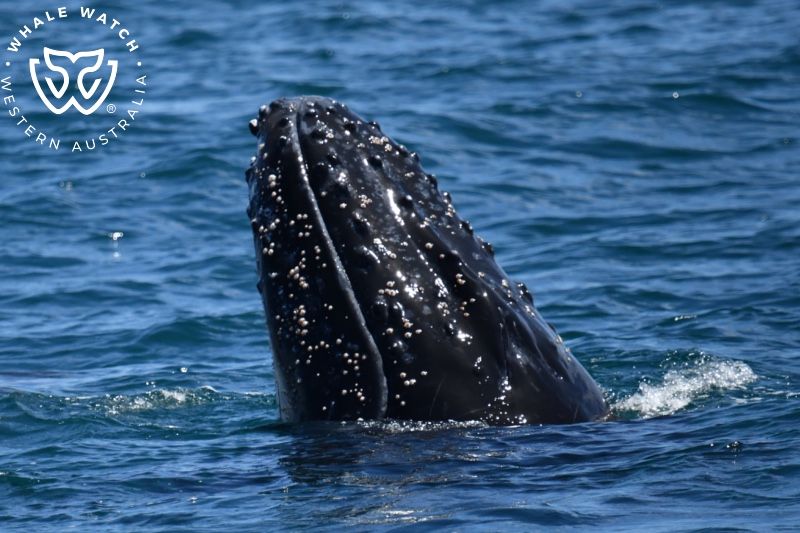 Whale Watch Western Australia