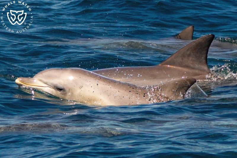Whale Watch Western Australia