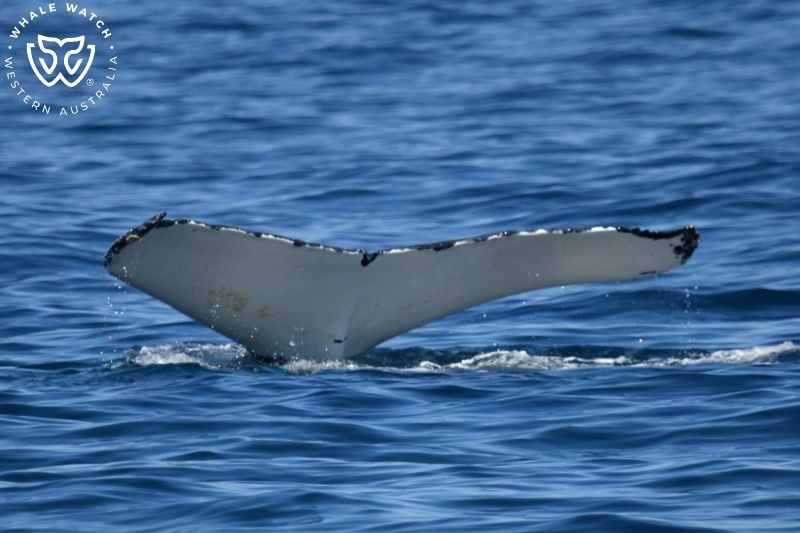 Whale Watch Western Australia