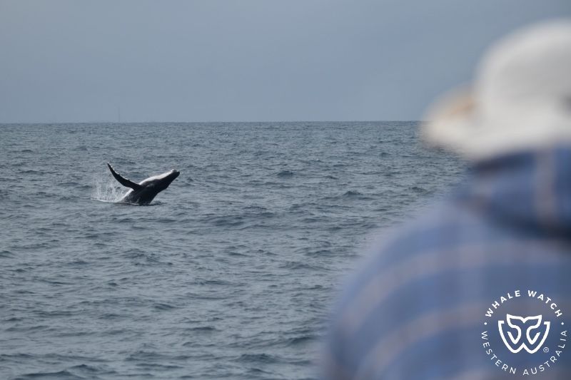 Whale Watch Western Australia